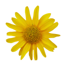 Gelbe Arnika Aufkleber – wetterfeste Blumensticker für vielseitigen Einsatz (20 x 20 cm)