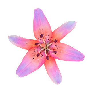 Violette Lilie Aufkleber – Wetterfester Blumensticker in Zwei Größen (10 x 10 cm)