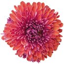 Aufkleber Sticker Chrysantheme Blume selbstklebend...
