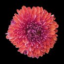 Rote Chrysantheme Aufkleber – Wetterfeste...