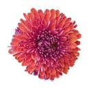Rote Chrysantheme Aufkleber – Wetterfeste Blumen-Dekoration (20 x 20 cm)