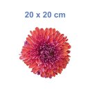 Rote Chrysantheme Aufkleber – Wetterfeste Blumen-Dekoration (20 x 20 cm)