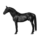 Pferd Aufkleber schwarz – realistischer Hengst...