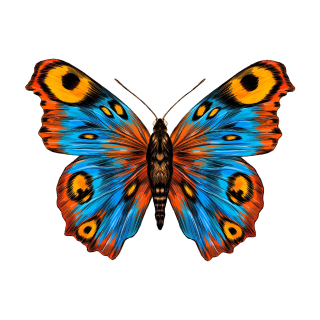 Pfauenauge Schmetterling Aufkleber – bunter Sticker für Auto, Fenster & Co. (12 x 9 cm)