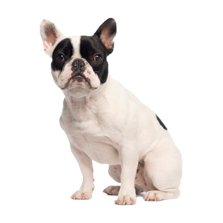 Tier Aufkleber – Französische Bulldogge, wetterfest & UV-beständig