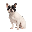 Tier Aufkleber – Französische Bulldogge,...