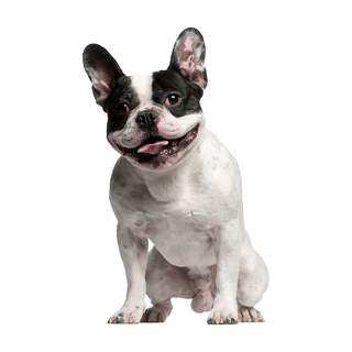 Tier Aufkleber – Französische Bulldogge, wetterfest & UV-beständig