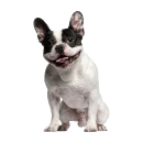 Tier Aufkleber – Französische Bulldogge,...