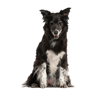 Tier Aufkleber – Border Collie Hund wetterfest & UV-beständig von Kleberio (16 x 24 cm)