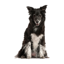 Tier Aufkleber – Border Collie Hund wetterfest & UV-beständig von Kleberio (16 x 24 cm)