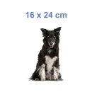 Tier Aufkleber – Border Collie Hund wetterfest & UV-beständig von Kleberio (16 x 24 cm)