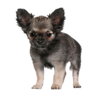 Chihuahua Tier Aufkleber – wetterfester Hunde-Sticker für Auto & Fenster