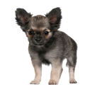 Chihuahua Tier Aufkleber – wetterfester...