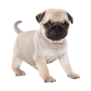 Mops Aufkleber – realistischer Hundesticker...