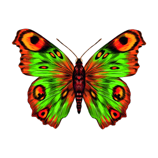 Smile Schmetterling Aufkleber – bunter Sticker für Auto, Fenster & Co. (12 x 9 cm)