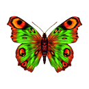 Smile Schmetterling Aufkleber – bunter Sticker für Auto, Fenster & Co. (24 x 18 cm)