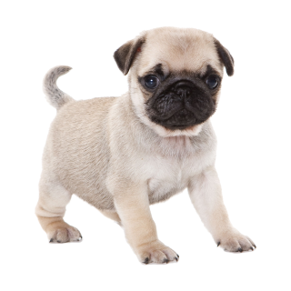 Mops Aufkleber – realistischer Hundesticker für Auto, Fenster & Co. (20 x 19 cm)