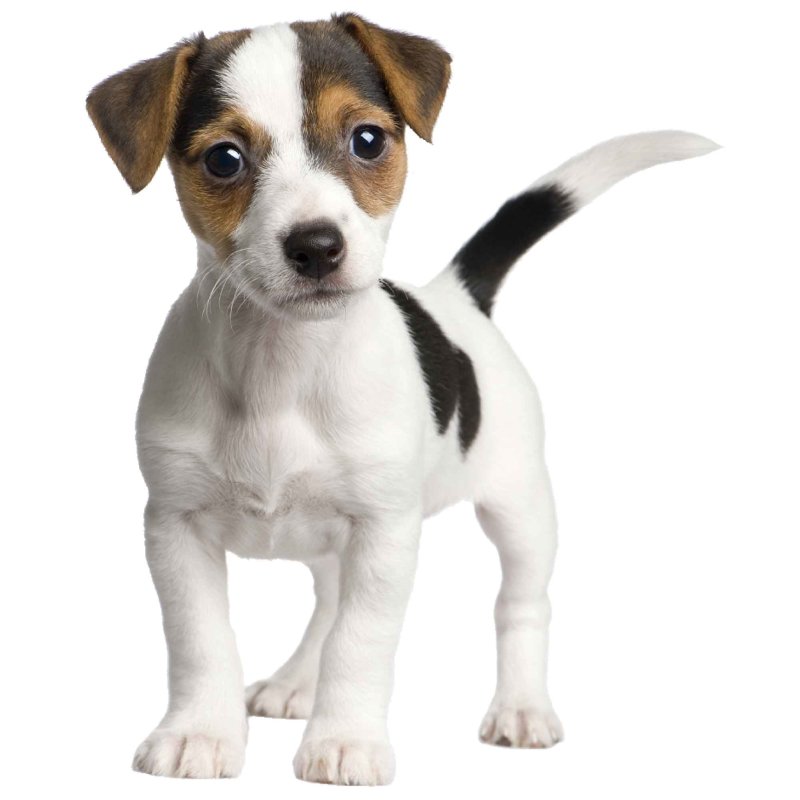 Aufkleber Jack Russel Terrier Hund selbstklebend Sticker