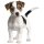 Aufkleber Jack Russel Terrier Hund selbstklebend Sticker Autoaufkleber Motorradhelm Dekoration Wohnwagen Heckscheibenaufkleber Car Set wetterfest