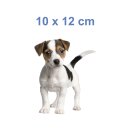 Jack Russell Terrier Aufkleber – realistischer Hundesticker für Auto, Fenster & Co. (10 x 12 cm)