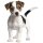 Aufkleber Jack Russel Terrier selbstklebend Sticker Autoaufkleber Motorradhelm Dekoration Wohnwagen Heckscheibenaufkleber Car Set wetterfest 10 x 12cm