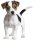 Aufkleber Jack Russel Terrier selbstklebend Sticker Autoaufkleber Motorradhelm Dekoration Wohnwagen Heckscheibenaufkleber Car Set wetterfest 20 x 23 cm