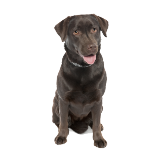 Labrador Fun Aufkleber – realistischer Hundesticker für Auto & Co.