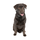 Labrador Fun Aufkleber – realistischer Hundesticker...