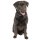 Aufkleber Labrador Hund Tier Sticker Auto Motorrad Caravan wetterfest
