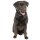 Aufkleber Labrador Hund selbstklebend Sticker Autoaufkleber Motorradhelm Dekoration Wohnwagen Heckscheibenaufkleber Car Set wetterfest 8 x 19 cm